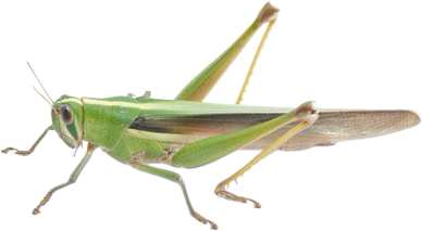 Species reference used in the project