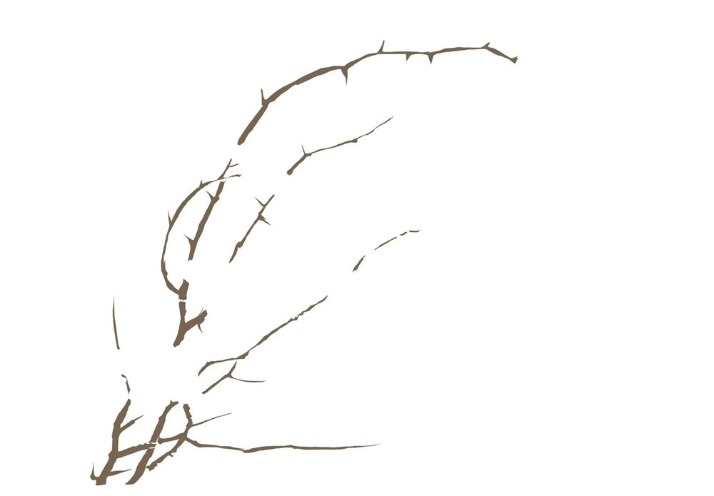 01 · Branch structure