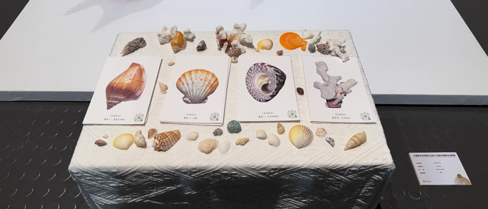 Four complete physical postcards with shells on their display table