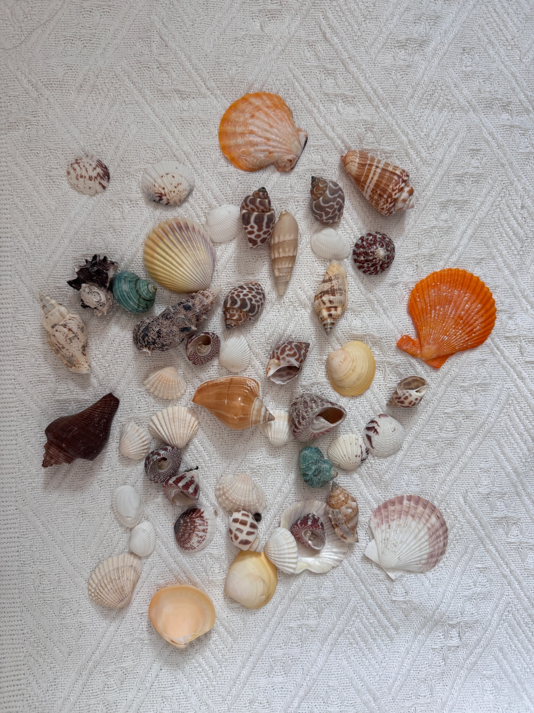 Shells and other experimental materials on a white surface